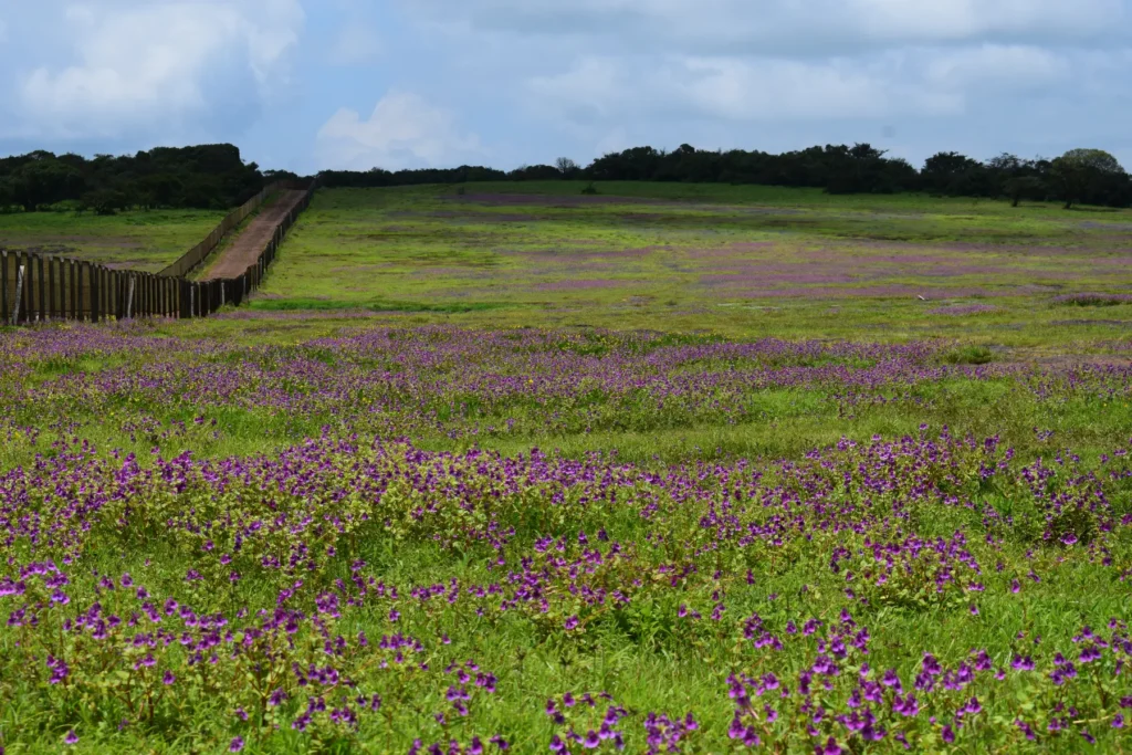 Wildflowers on the Kaas plateau near Satara